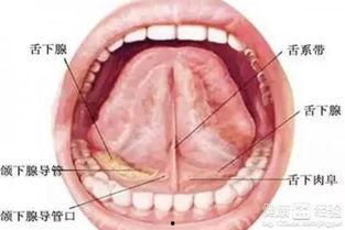 舌系带视频,视频解析与康复指导
