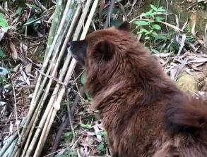 狗王视频,揭秘狗狗界的明星风采