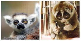 猴博士视频,探索科学奥秘的趣味之旅