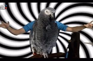 抓鸟方法视频,跟随视频学习实用方法