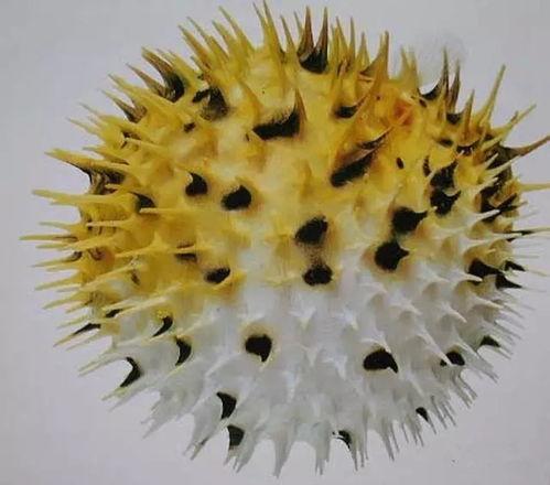 刺豚鱼视频,海洋中的神秘刺客