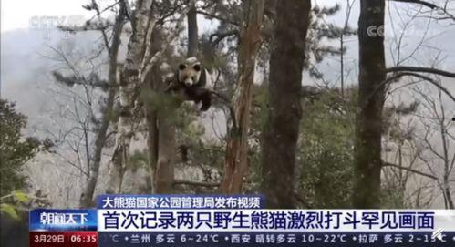 野生大熊猫搏斗视频,自然界的王者之战