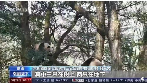 野生大熊猫搏斗视频,自然界的王者之战