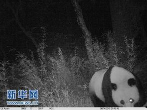 野生大熊猫搏斗视频,自然界的王者之战