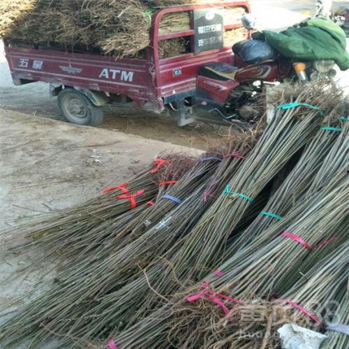矮化香椿树苗种植视频