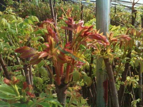 矮化香椿树苗种植视频