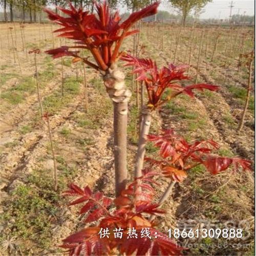 矮化香椿树苗种植视频