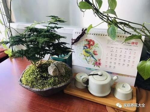 花盆短视频,揭秘家居绿植养护的秘诀
